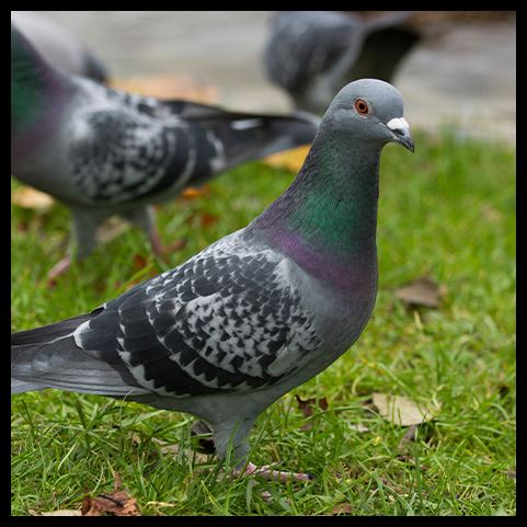 Pigeon Trapping gallery - pigeon control commercial and residential